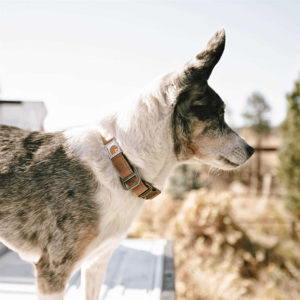 Nylon Collar Q325504