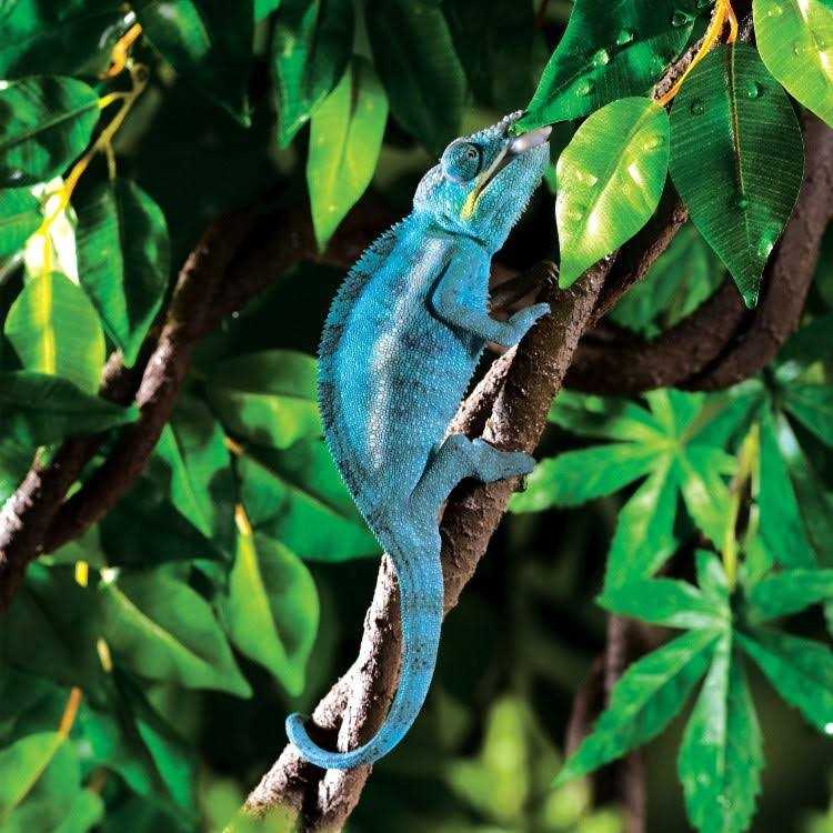Jungle Vine F164