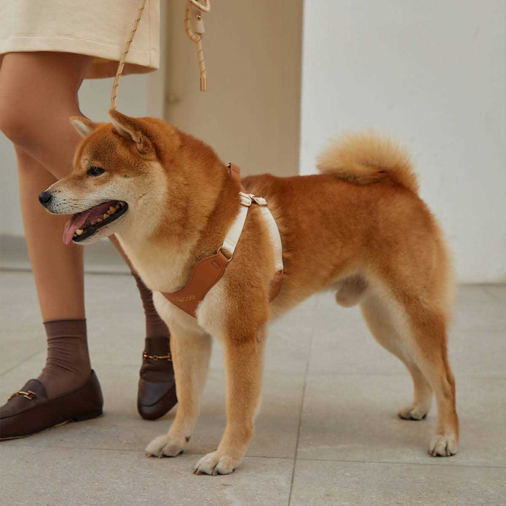 Pet Harness and Leash Set L9266