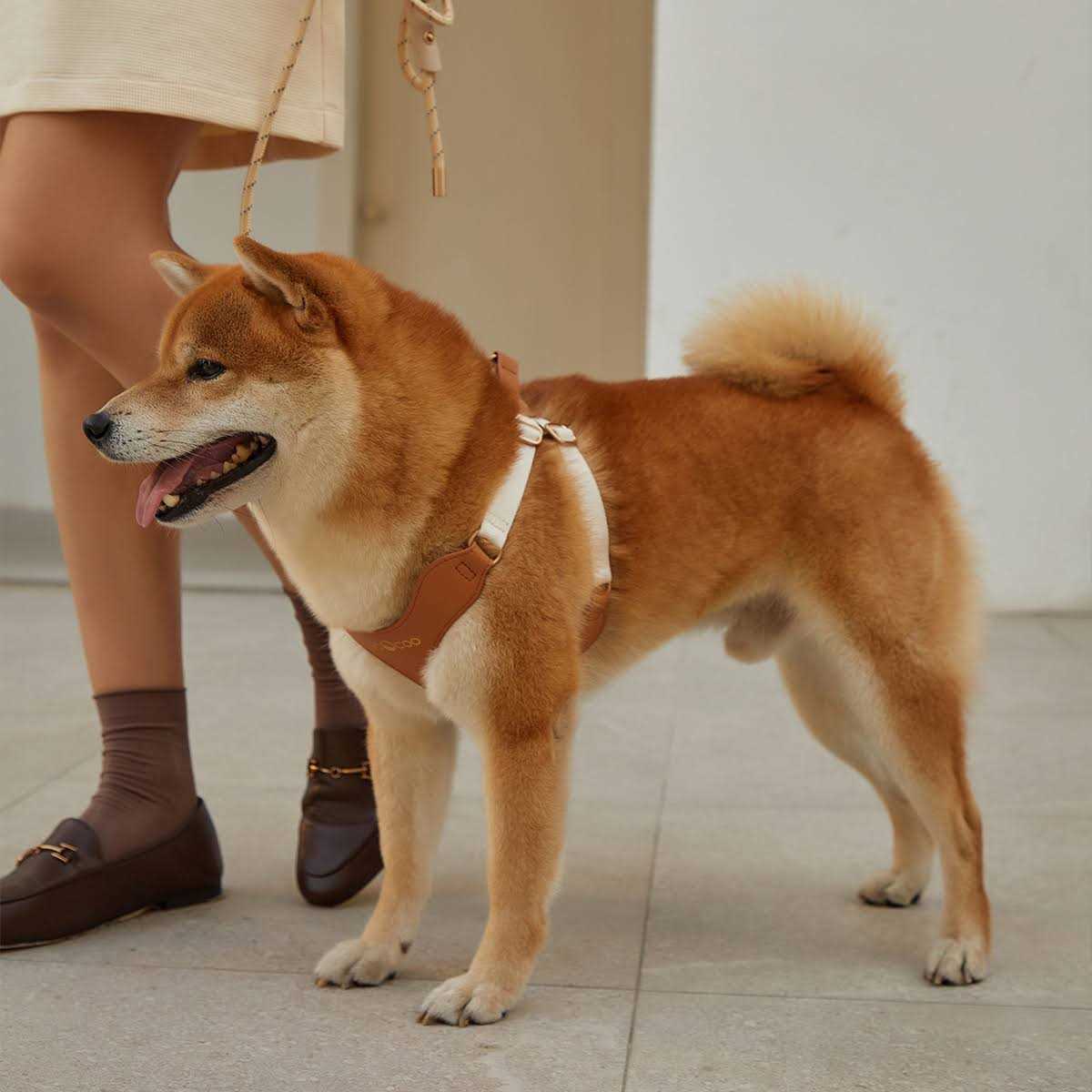 Pet Harness and Leash Set L9266