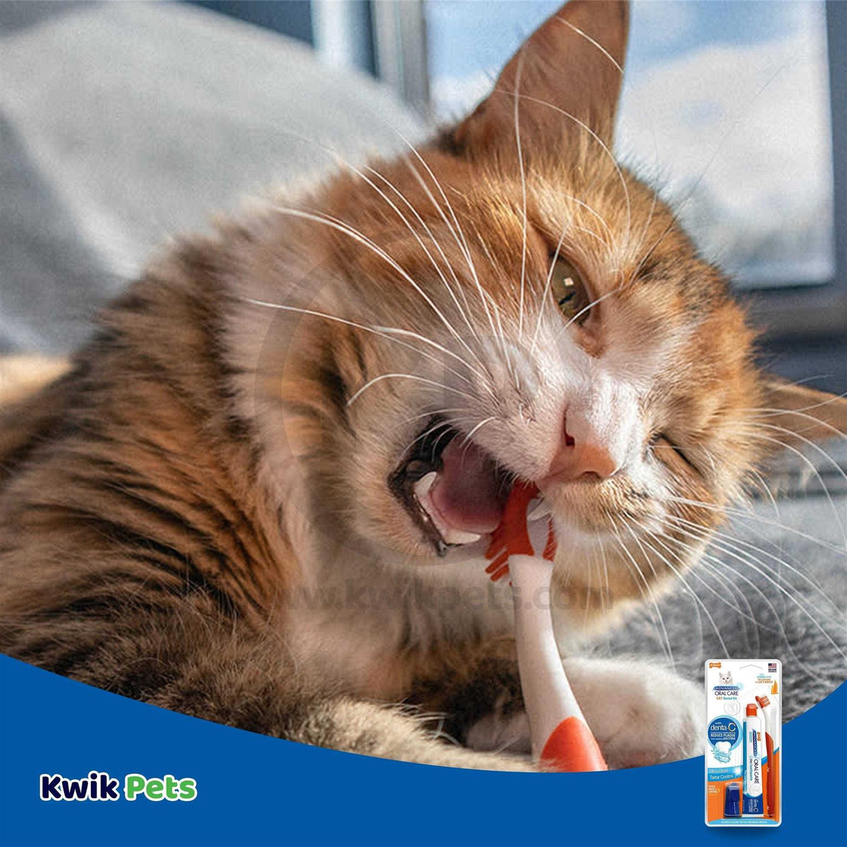 Cat Oral Care Dental Kit W63758