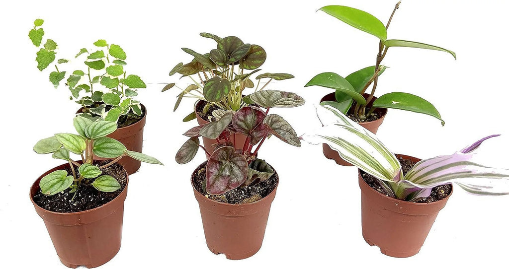 6 Live Plants in 2 Inch Pots M90743