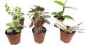6 Live Plants in 2 Inch Pots M90743