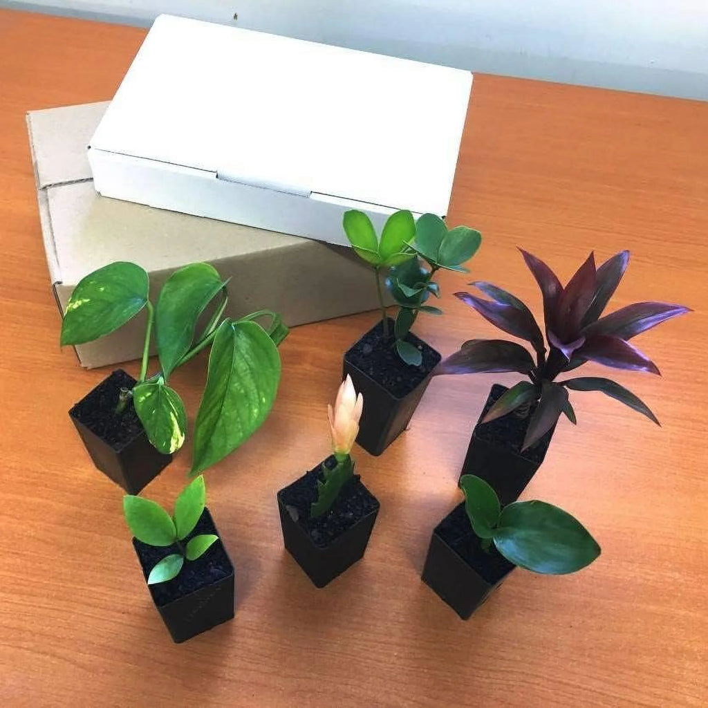 6 Live Plants in 2 Inch Pots M90743