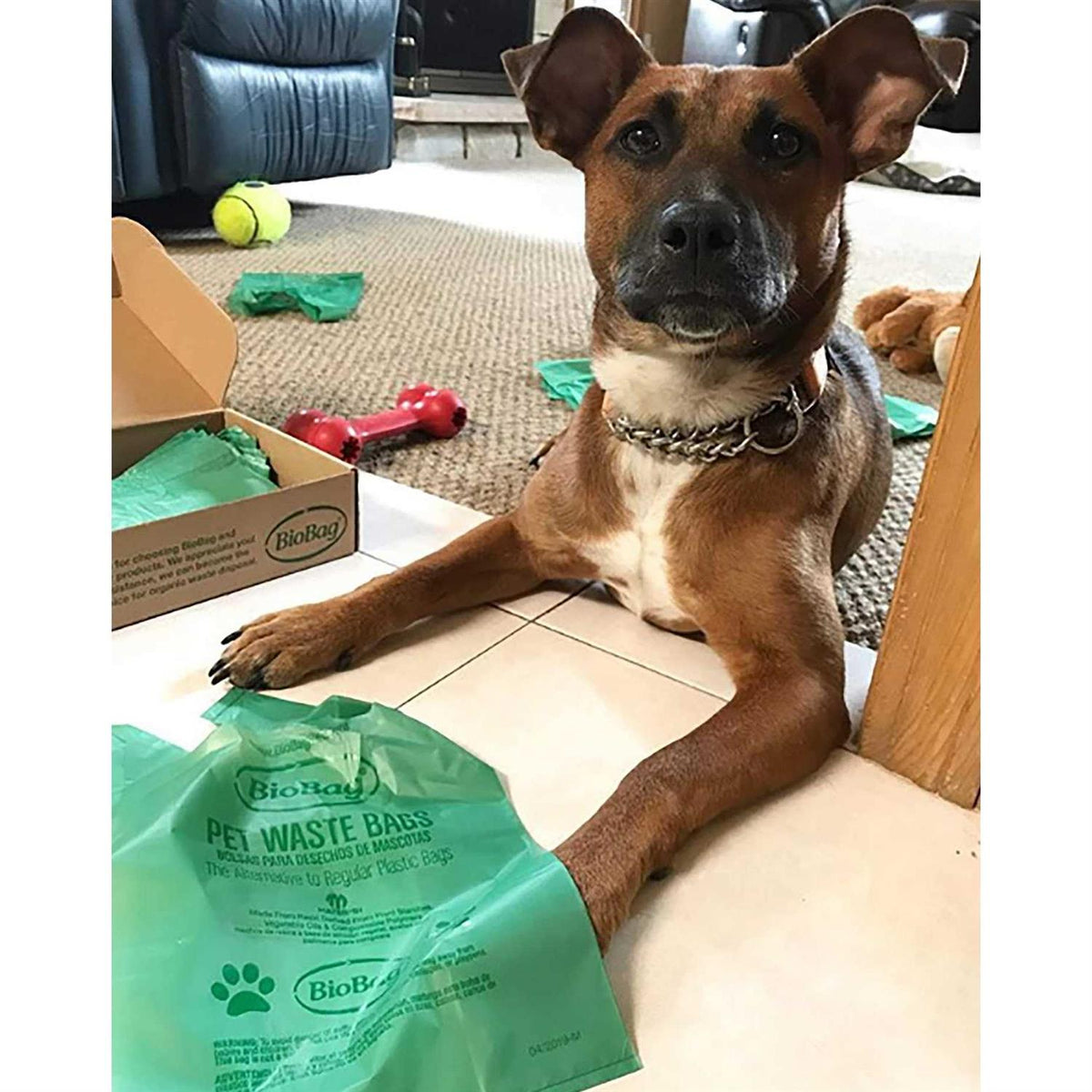 Pet Waste Bags with Handles B650