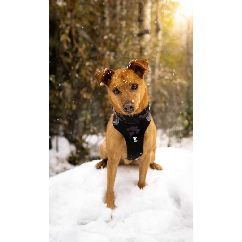 Dog Harness X442