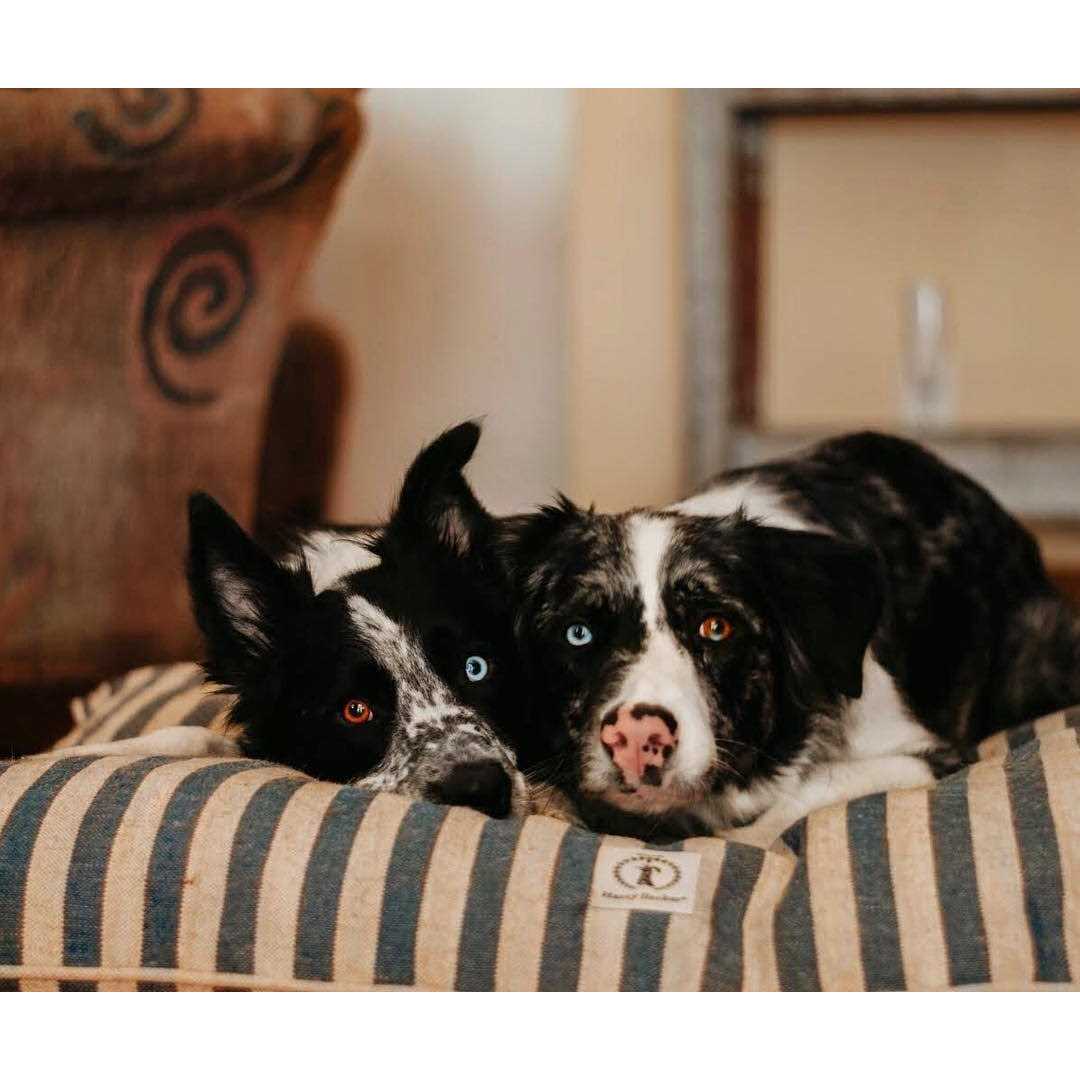 Vintage Stripe Envelope Dog Bed N7695