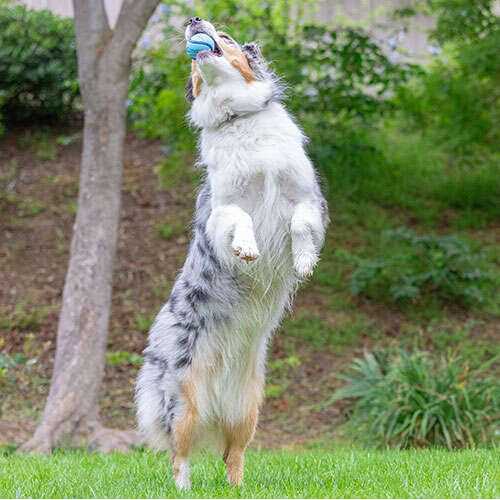 Sniff Fetch Ball Dog Toy B566
