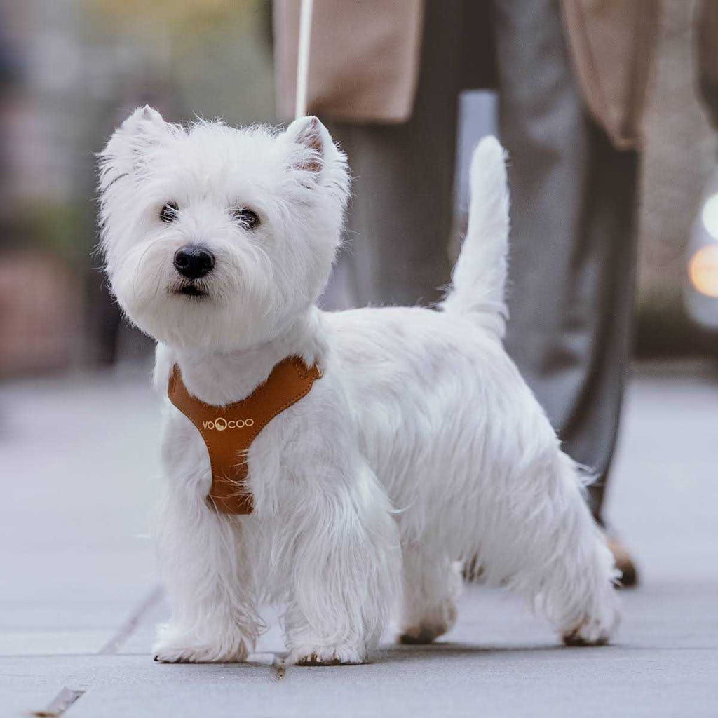 Pet Harness and Leash Set L9266