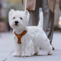 Pet Harness and Leash Set L9266