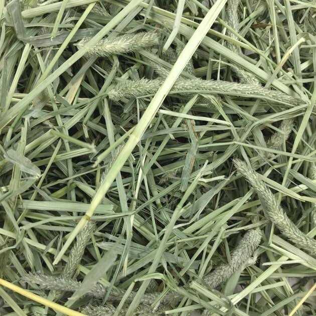 Western Timothy Hay Z660