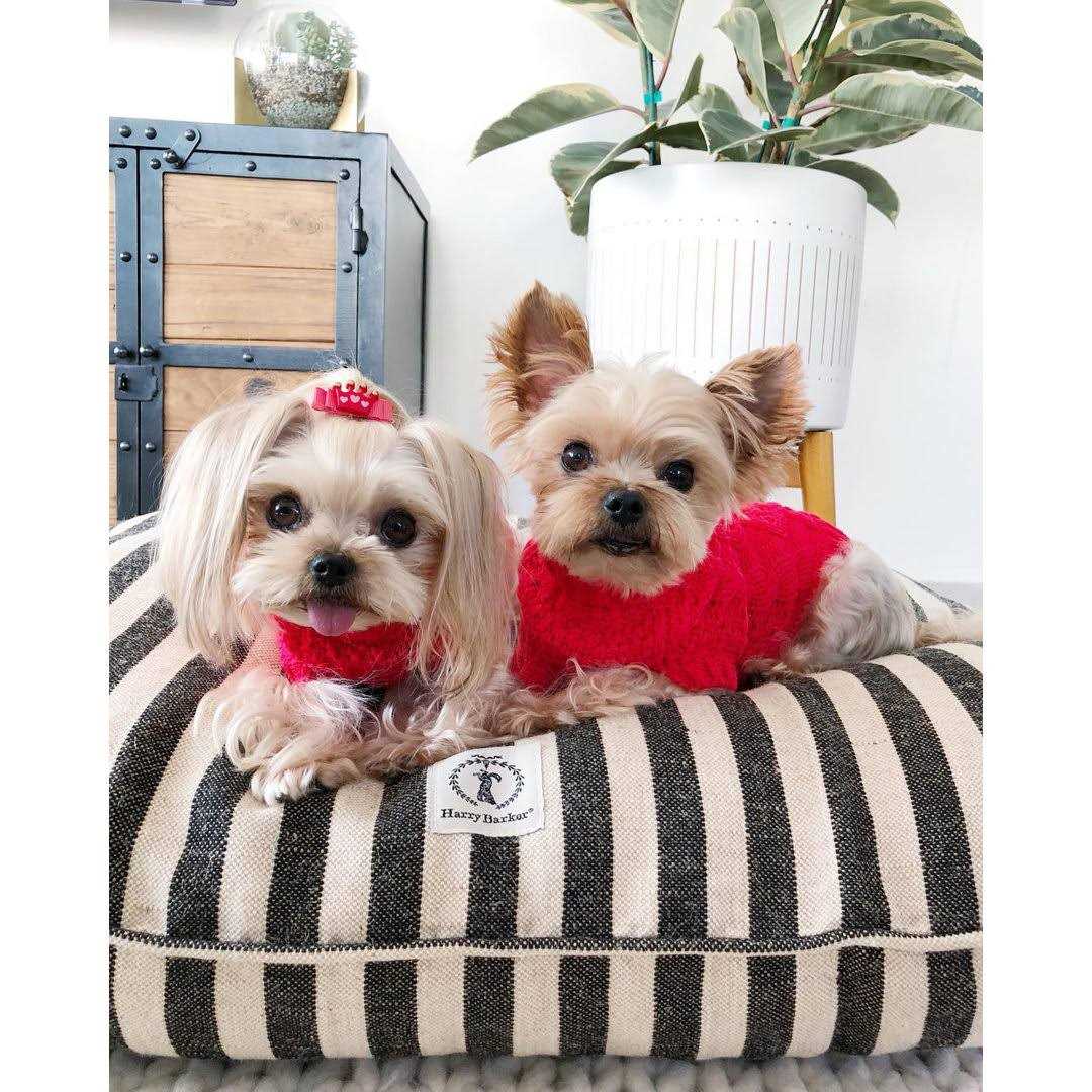 Vintage Stripe Envelope Dog Bed N7695